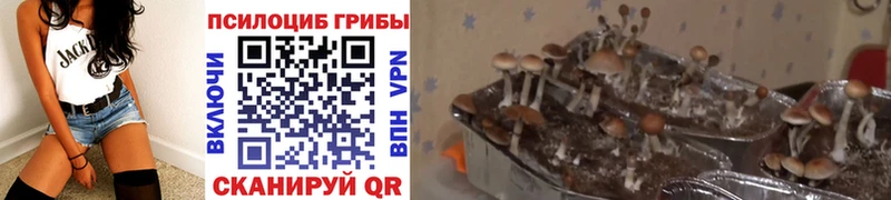 Псилоцибиновые грибы GOLDEN TEACHER  Купить закладки  Гатчина 